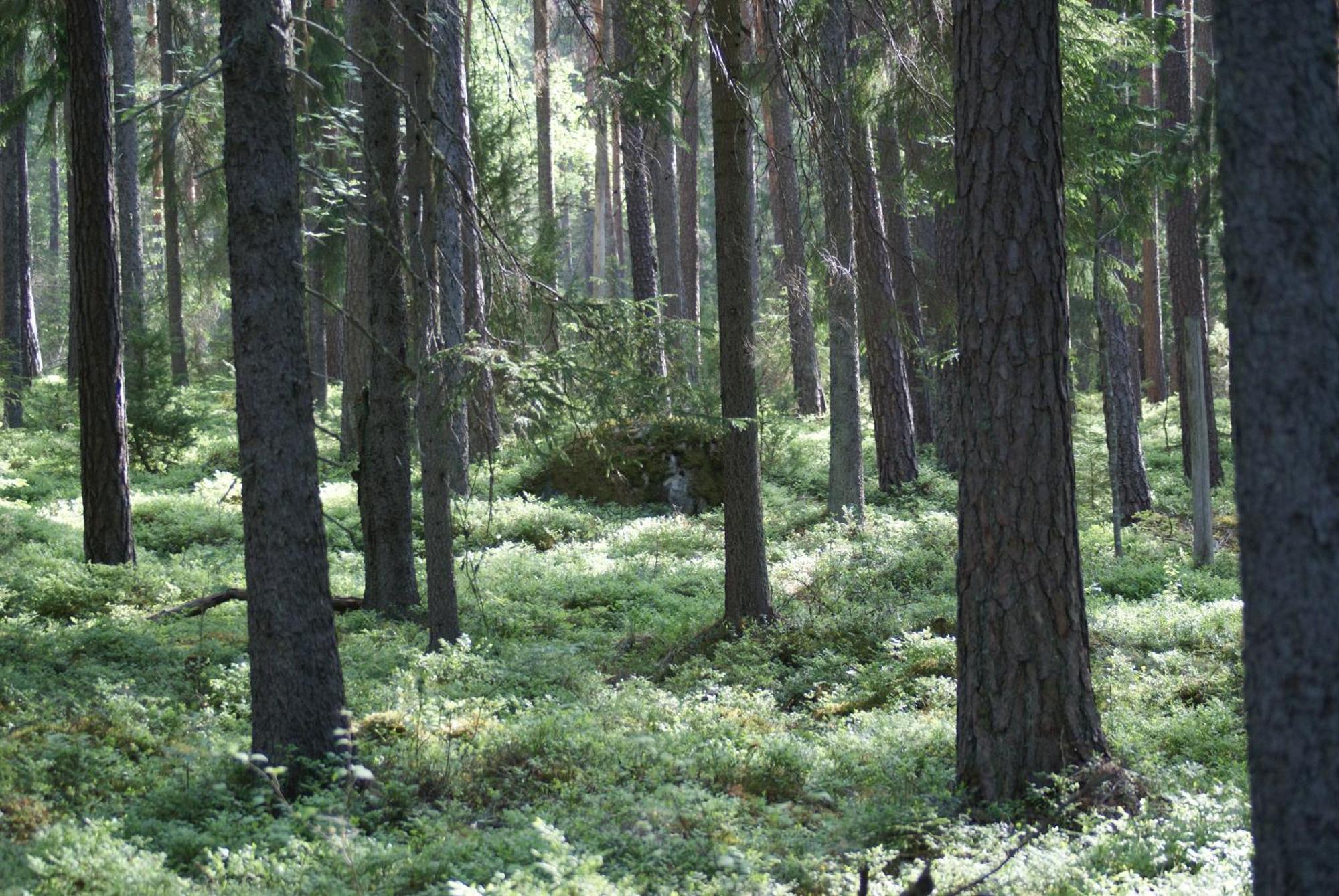 Froeya Timber Cottage Arvika Εξωτερικό φωτογραφία